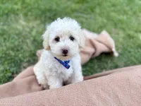 Teddy jr., a male Poodle - Miniature  for sale in Carrollton, TX – Photo 5 of 5