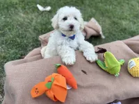 Teddy jr., a male Poodle - Miniature  for sale in Carrollton, TX – Photo 4 of 5