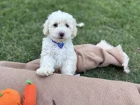 Teddy jr., a male Poodle - Miniature  for sale in Carrollton, TX – Photo 2 of 5