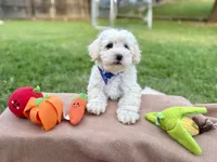 Teddy jr., a male Poodle - Miniature  for sale in Carrollton, TX – Photo 1 of 5