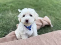 Teddy jr., a male Poodle - Miniature  for sale in Carrollton, TX – Photo 3 of 5