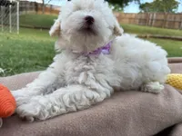 Tootsie, a female Poodle - Miniature  for sale in Carrollton, TX – Photo 5 of 5