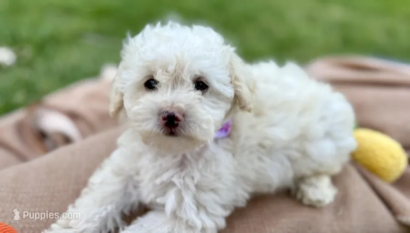Tootsie – Poodle - Miniature  puppy for sale in Carrollton, TX