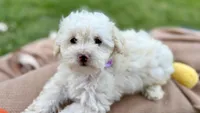 Tootsie, a female Poodle - Miniature  for sale in Carrollton, TX – Photo 1 of 5
