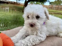 Tootsie, a female Poodle - Miniature  for sale in Carrollton, TX – Photo 4 of 5