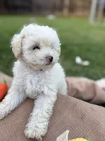 Tootsie, a female Poodle - Miniature  for sale in Carrollton, TX – Photo 2 of 5