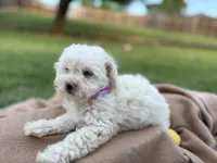Tootsie, a female Poodle - Miniature  for sale in Carrollton, TX – Photo 3 of 5