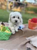 Twinkle, a female Poodle - Miniature  for sale in Carrollton, TX – Photo 2 of 3