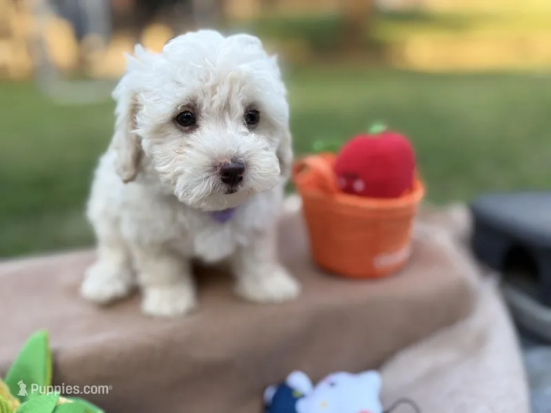 Twinkle – Poodle - Miniature  puppy for sale in Carrollton, TX
