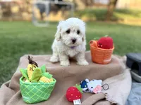 Twinkle, a female Poodle - Miniature  for sale in Carrollton, TX – Photo 3 of 3