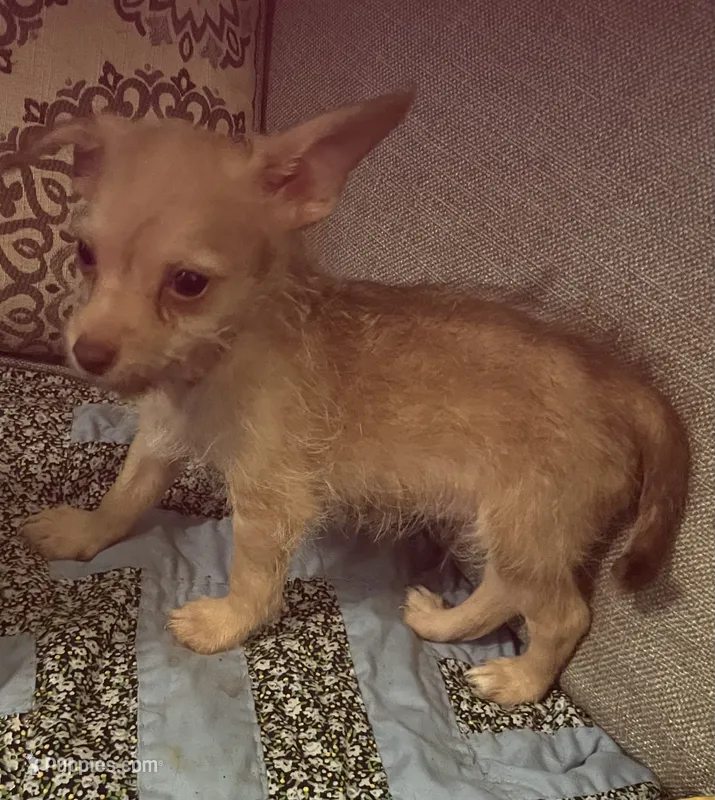 Dobby  – Yorkipoo puppy for sale in Camden, SC