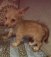 Dobby , a male Yorkipoo for sale in Camden, SC – 1 of 5