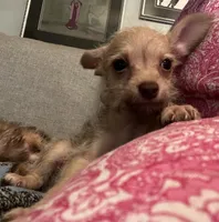Dobby , a male Yorkipoo for sale in Camden, SC – 4 of 5