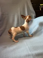 Rebel, a male Chihuahua and Yorkshire Terrier for sale in Camden, SC – 7 of 7