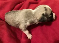 Cami, a female Chihuahua for sale in Camden, SC – Photo 5 of 6