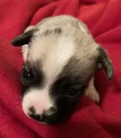 Cami, a female Chihuahua for sale in Camden, SC – Photo 6 of 6