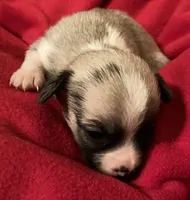 Cami, a female Chihuahua for sale in Camden, SC – Photo 1 of 6