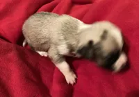 Cami, a female Chihuahua for sale in Camden, SC – Photo 3 of 6