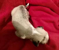 Cami, a female Chihuahua for sale in Camden, SC – Photo 4 of 6