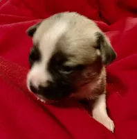 Cami, a female Chihuahua for sale in Camden, SC – Photo 2 of 6