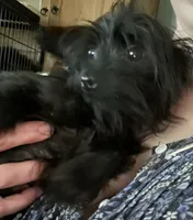 Jasper weight 3.01lb in 3/25/26, a male Yorkshire Terrier and Poodle - Toy  for sale in Camden, SC – 5 of 7