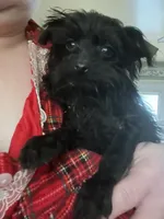 Jasper-teacup-weighs 2lb 12oz, a male Yorkshire Terrier and Poodle - Toy  for sale in Camden, SC – Photo 8 of 9