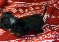 Jasper-teacup-weighs 2lb 12oz, a male Yorkshire Terrier and Poodle - Toy  for sale in Camden, SC – Photo 3 of 9