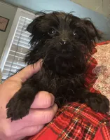 Jasper-teacup-weighs 2lb 12oz, a male Yorkshire Terrier and Poodle - Toy  for sale in Camden, SC – Photo 2 of 9