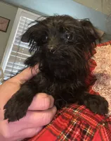 Jasper-teacup-weighs 2lb 12oz, a male Yorkshire Terrier and Poodle - Toy  for sale in Camden, SC – Photo 7 of 9