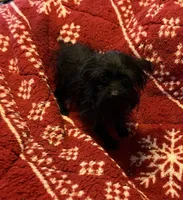 Jasper-teacup-weighs 2lb 12oz, a male Yorkshire Terrier and Poodle - Toy  for sale in Camden, SC – Photo 6 of 9