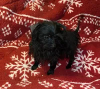 Jasper-teacup-weighs 2lb 12oz, a male Yorkshire Terrier and Poodle - Toy  for sale in Camden, SC – Photo 1 of 9