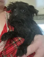 Jasper-teacup-weighs 2lb 12oz, a male Yorkshire Terrier and Poodle - Toy  for sale in Camden, SC – Photo 5 of 9