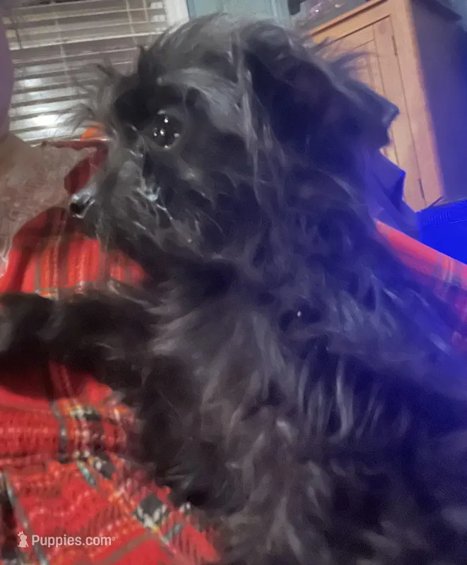 Jasper-teacup-weighs 2lb 12oz