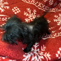 Jasper-teacup-weighs 2lb 12oz, a male Yorkshire Terrier and Poodle - Toy  for sale in Camden, SC – Photo 9 of 9