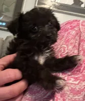 Hairy Paw-ter, a male Yorkipoo for sale in Camden, SC – 3 of 3