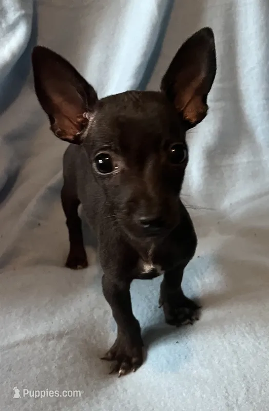 Sirius  – Chihuahua, Yorkshire Terrier puppy for sale in Camden, SC