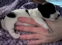 Ellie, a female Jack Russell Terrier and Parson Russell Terrier for sale in Camden, SC – 4 of 4