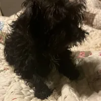 Sirius Black- small pup, a male Yorkshire Terrier and Poodle - Toy  for sale in Camden, SC – Photo 4 of 7