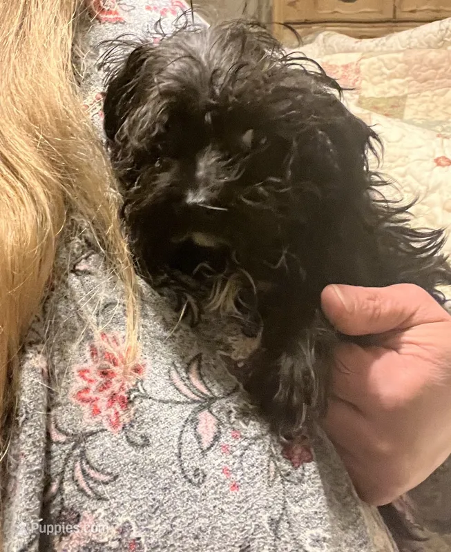 Sirius Black- small pup