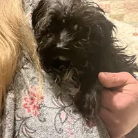 Sirius Black- small pup, a male Yorkshire Terrier and Poodle - Toy  for sale in Camden, SC – Photo 1 of 7