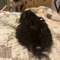 Sirius Black- small pup, a male Yorkshire Terrier and Poodle - Toy  for sale in Camden, SC – Photo 6 of 7