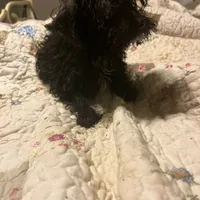 Sirius Black- small pup, a male Yorkshire Terrier and Poodle - Toy  for sale in Camden, SC – Photo 5 of 7