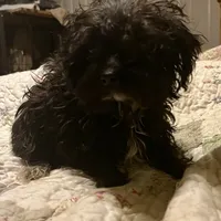 Sirius Black- small pup, a male Yorkshire Terrier and Poodle - Toy  for sale in Camden, SC – Photo 2 of 7