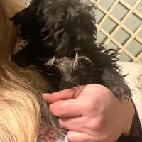 Sirius Black- small pup, a male Yorkshire Terrier and Poodle - Toy  for sale in Camden, SC – Photo 3 of 7