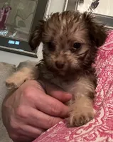 Luna Lovegood , a female Yorkipoo for sale in Camden, SC – 2 of 6