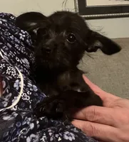 Dumbledore, a male Yorkipoo for sale in Camden, SC – 3 of 6