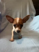 Rebel, a male Chihuahua and Yorkshire Terrier for sale in Camden, SC – 6 of 7