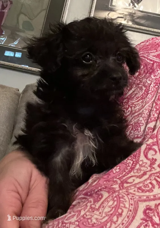 Hairy Paw-ter – Yorkipoo puppy for sale in Camden, SC