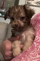 Luna Lovegood , a female Yorkipoo for sale in Camden, SC – 3 of 6