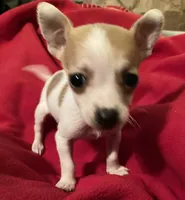 Pixie- teacup sized, a female Jack Russell Terrier and Chihuahua for sale in Camden, SC – Photo 1 of 10